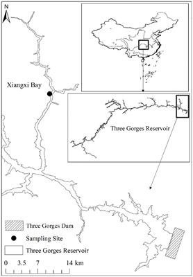 Daily process and key characteristics of phytoplankton bloom during a low-water level period in a large subtropical reservoir bay